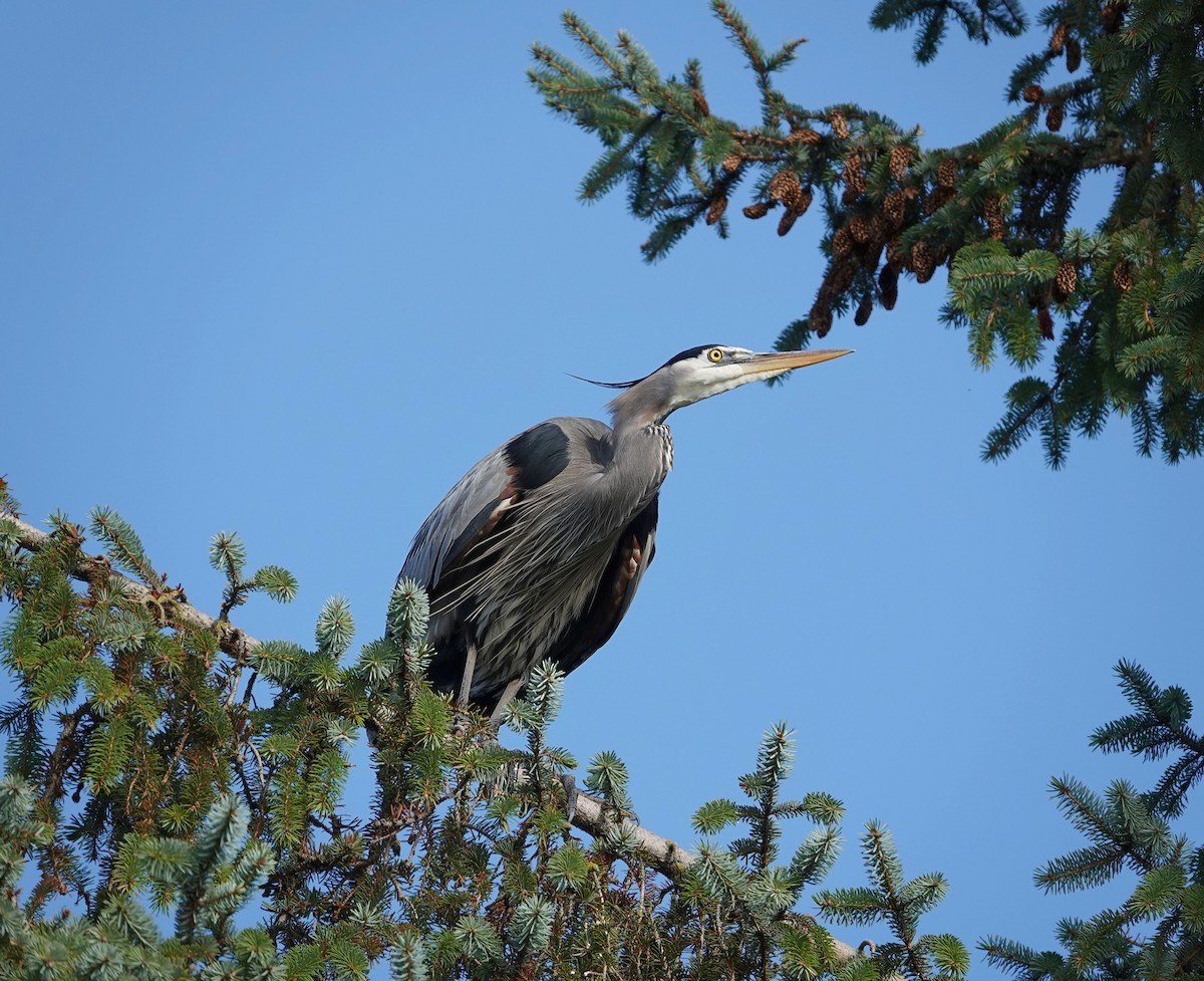 Great Blue Heron - ML645758088
