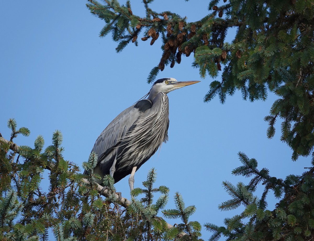 Great Blue Heron - ML645758089