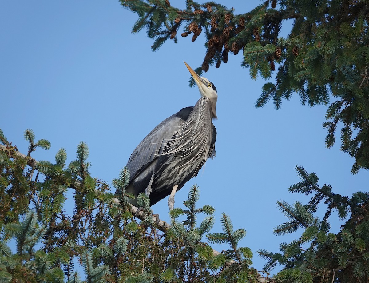 Great Blue Heron - ML645758090