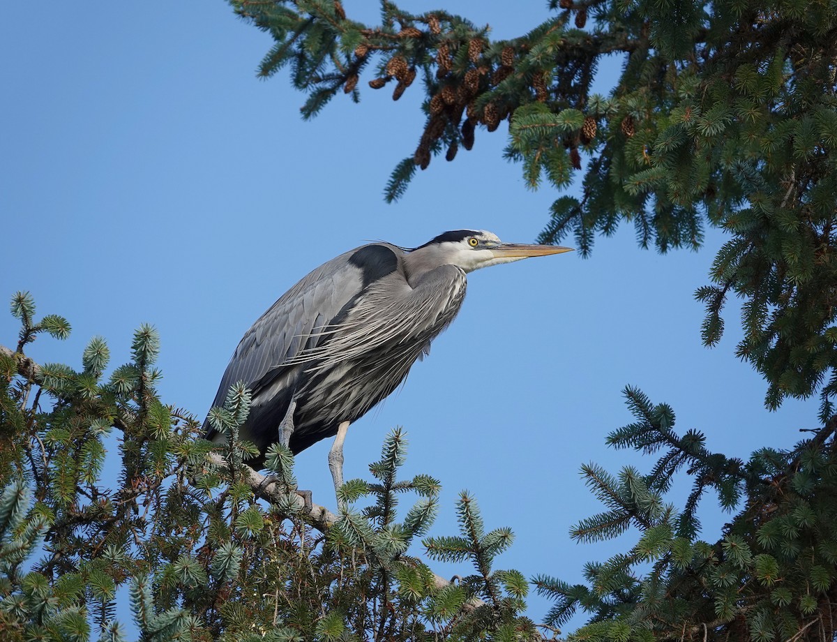 Great Blue Heron - ML645758091