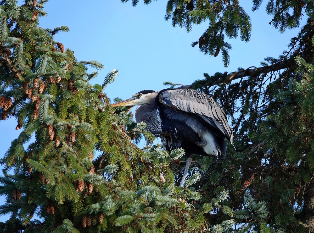 Great Blue Heron - ML645758092