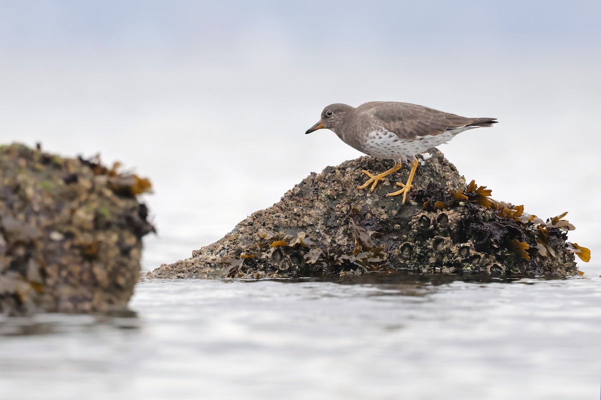 jespák příbojový - ML645758102