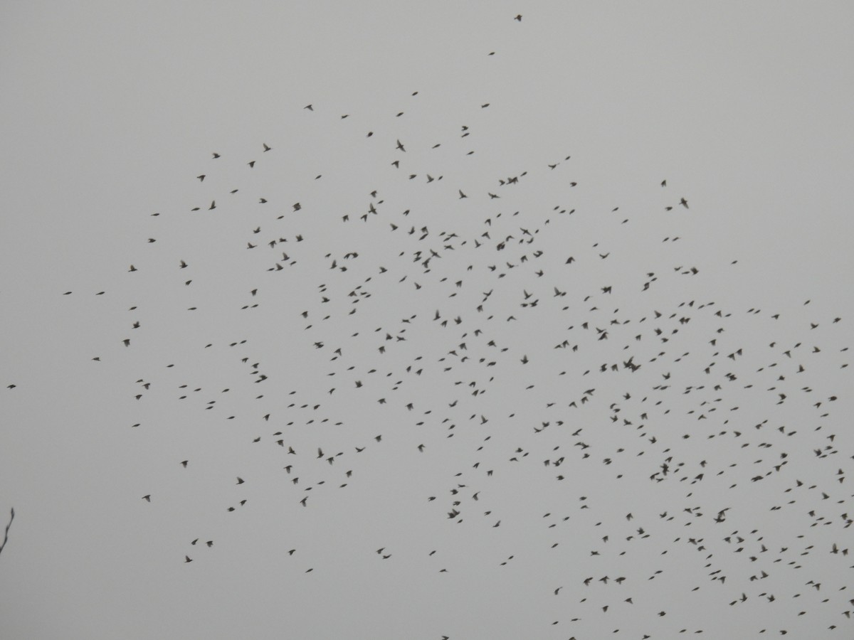 Pine Siskin - ML645758104