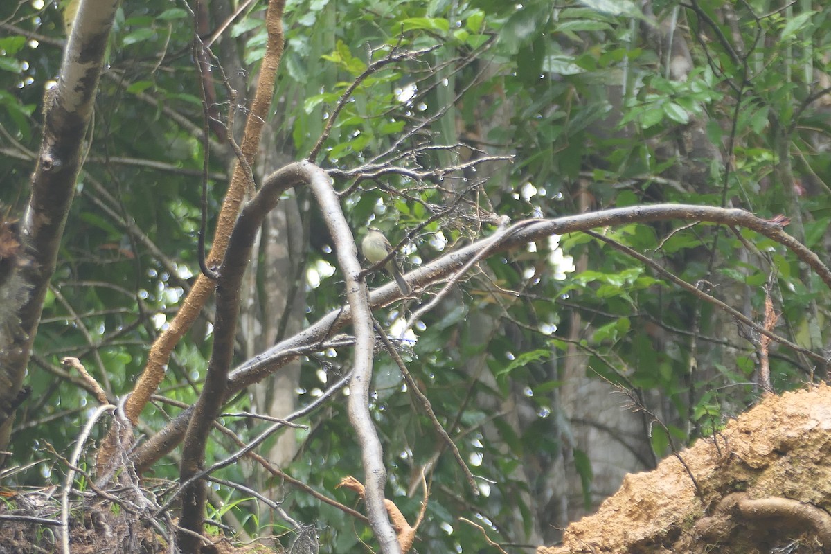 Fuscous Flycatcher - ML645758108