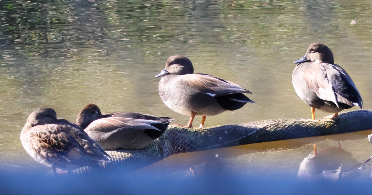 Серая утка - ML645758109