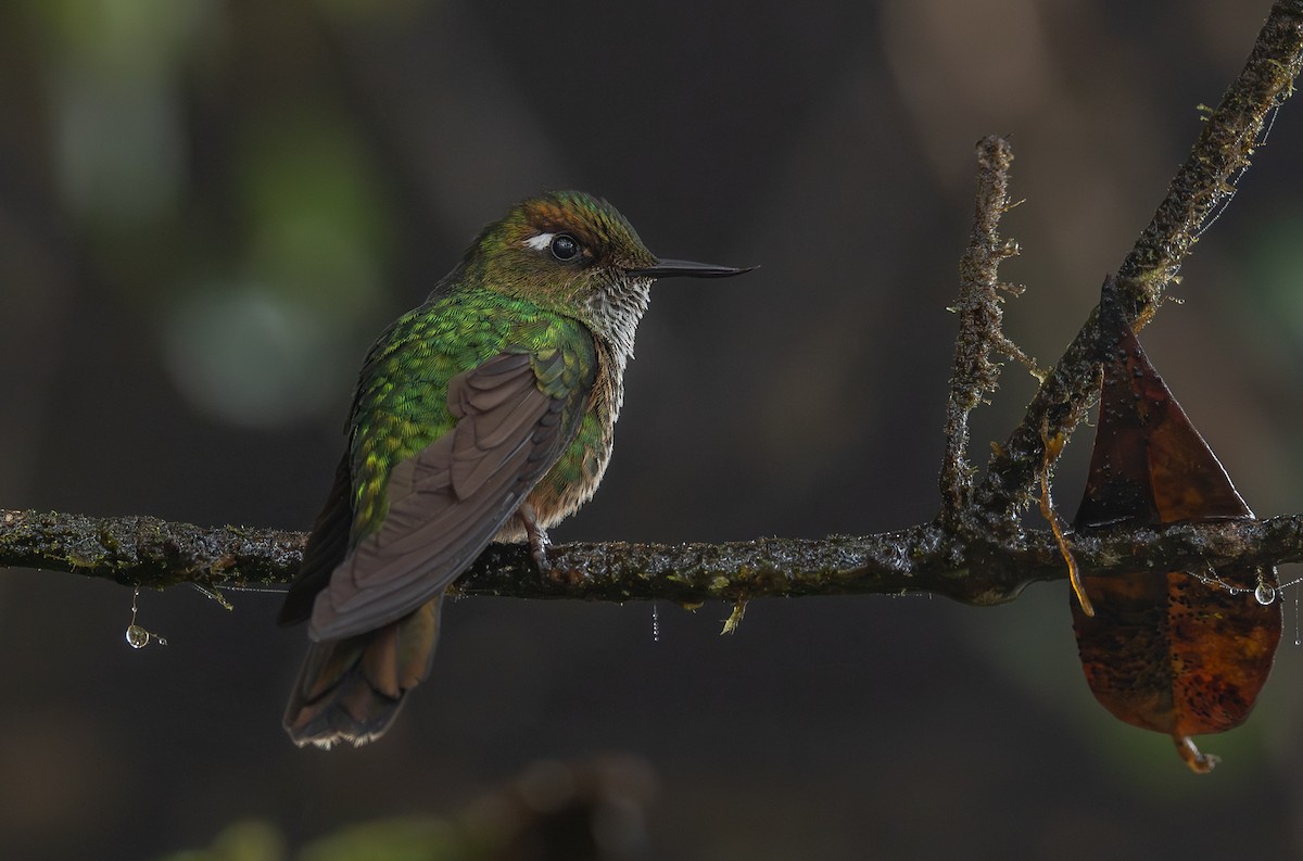 Mountain Avocetbill - ML645758110