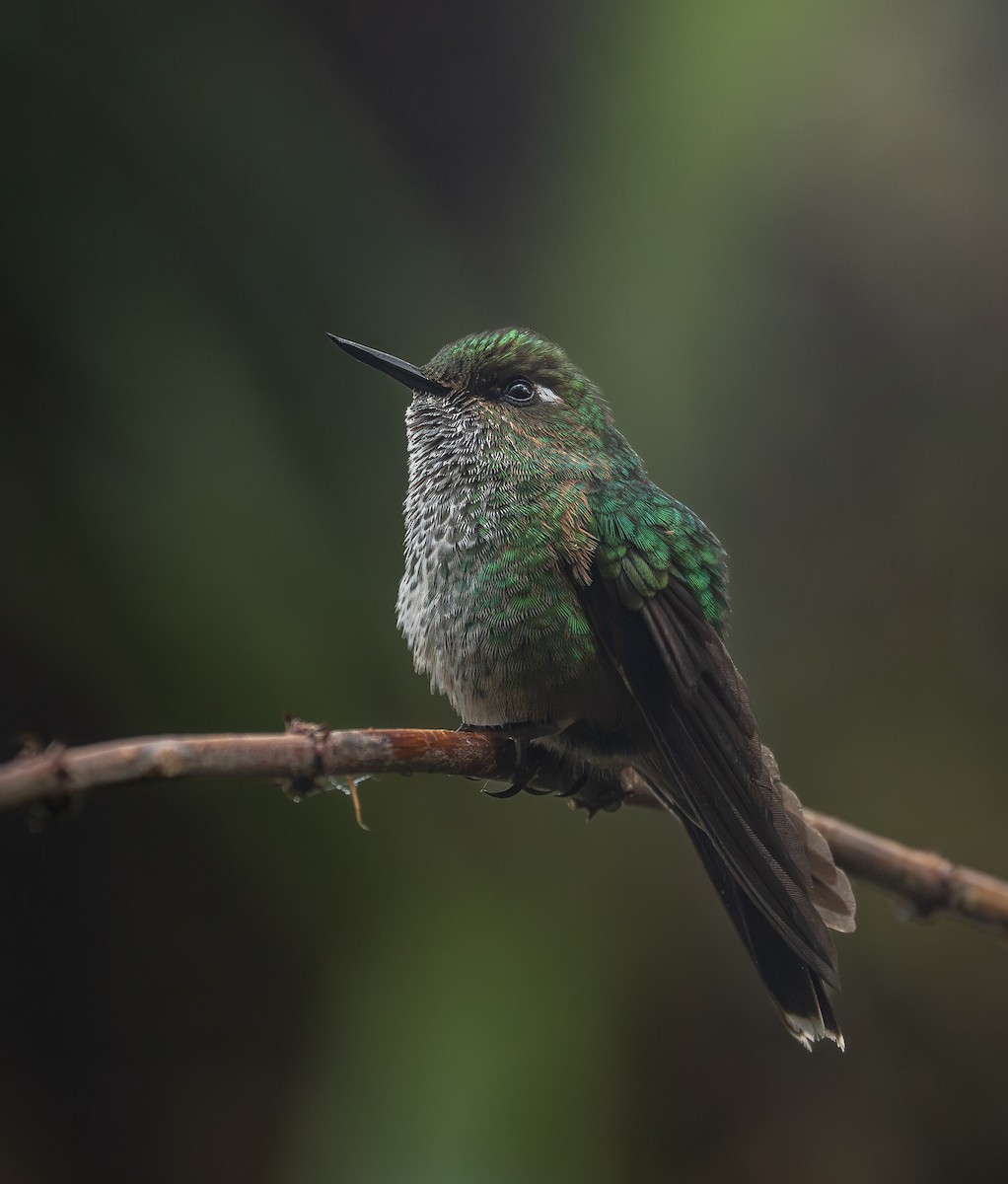 Mountain Avocetbill - ML645758111