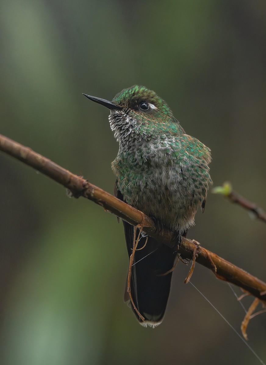 Mountain Avocetbill - ML645758112