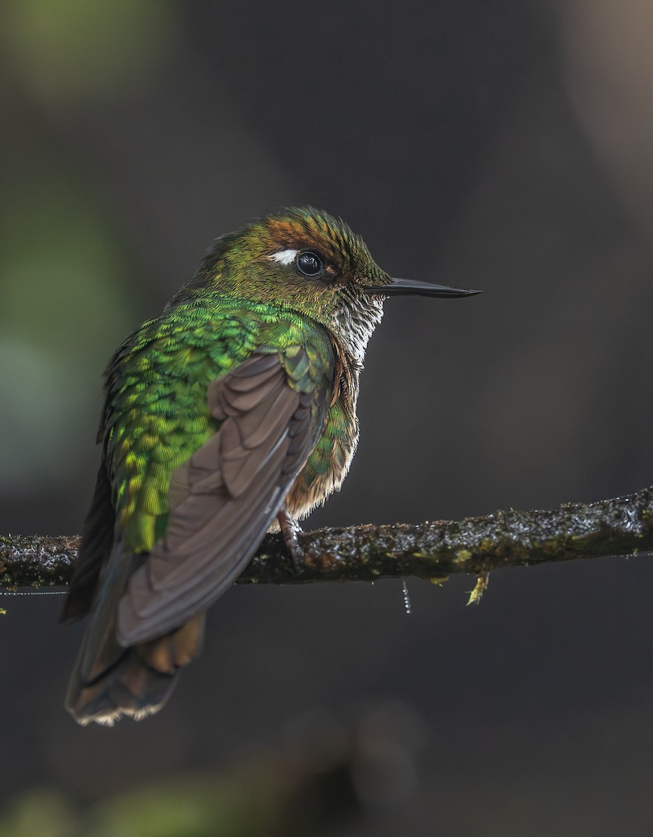Mountain Avocetbill - ML645758113