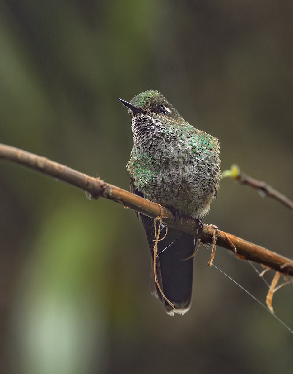 Mountain Avocetbill - ML645758114