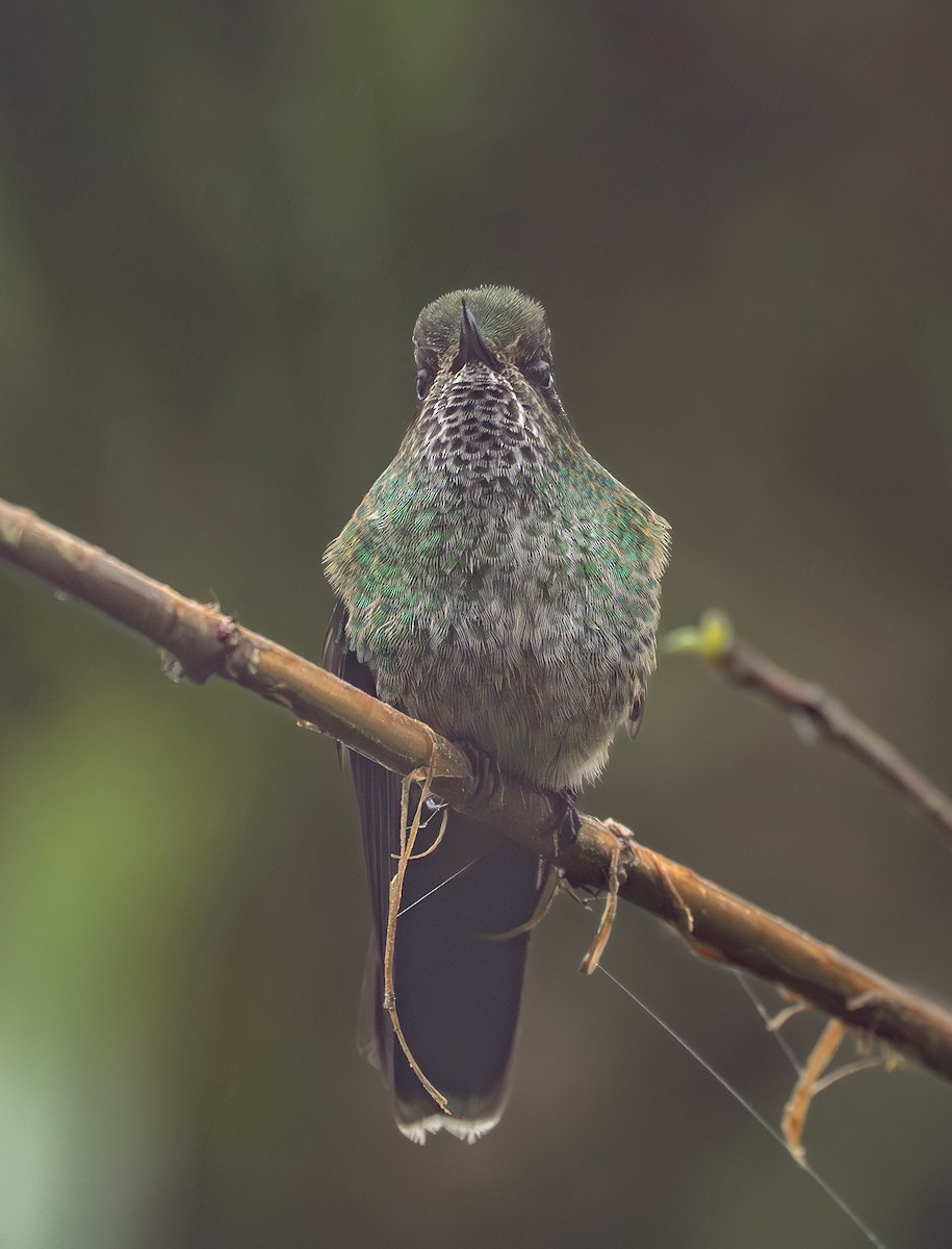 Mountain Avocetbill - ML645758115