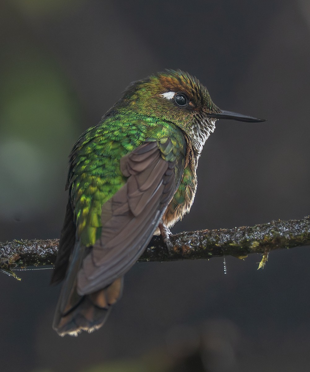 Mountain Avocetbill - ML645758116