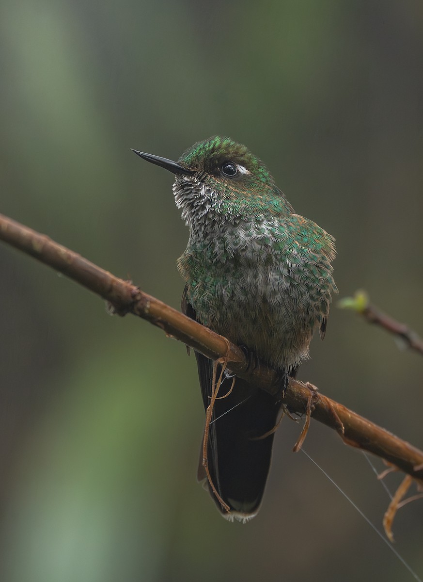 Mountain Avocetbill - ML645758117