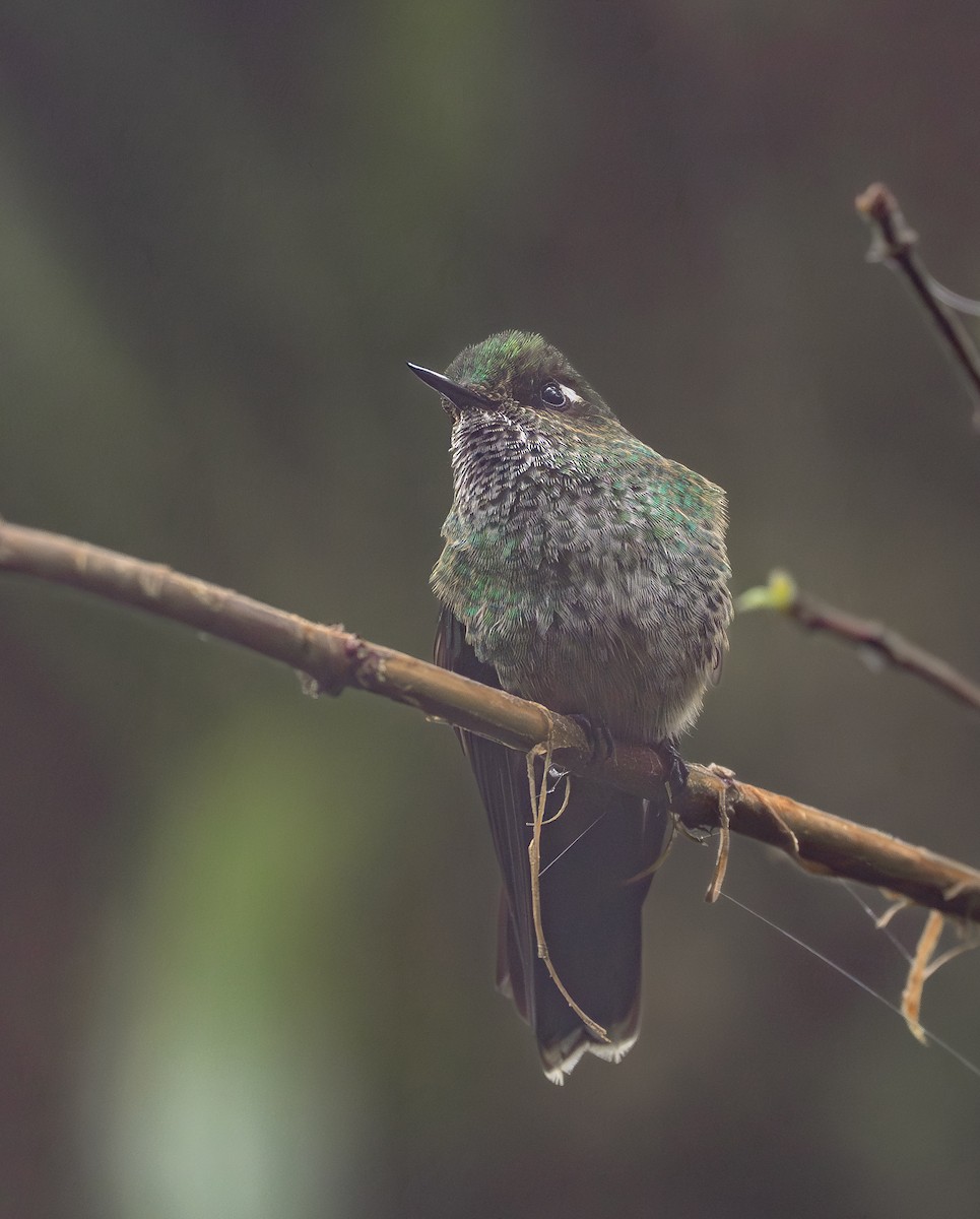 Mountain Avocetbill - ML645758118