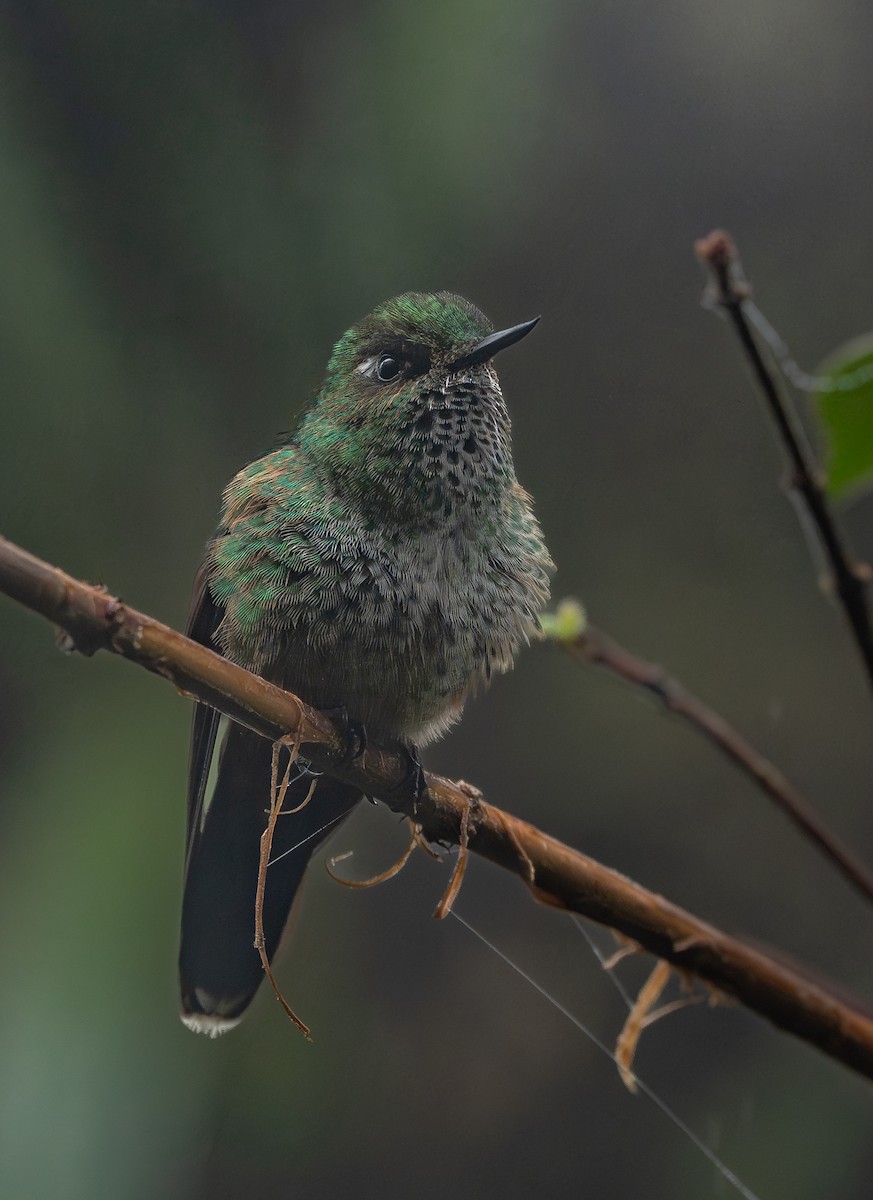 Mountain Avocetbill - ML645758119