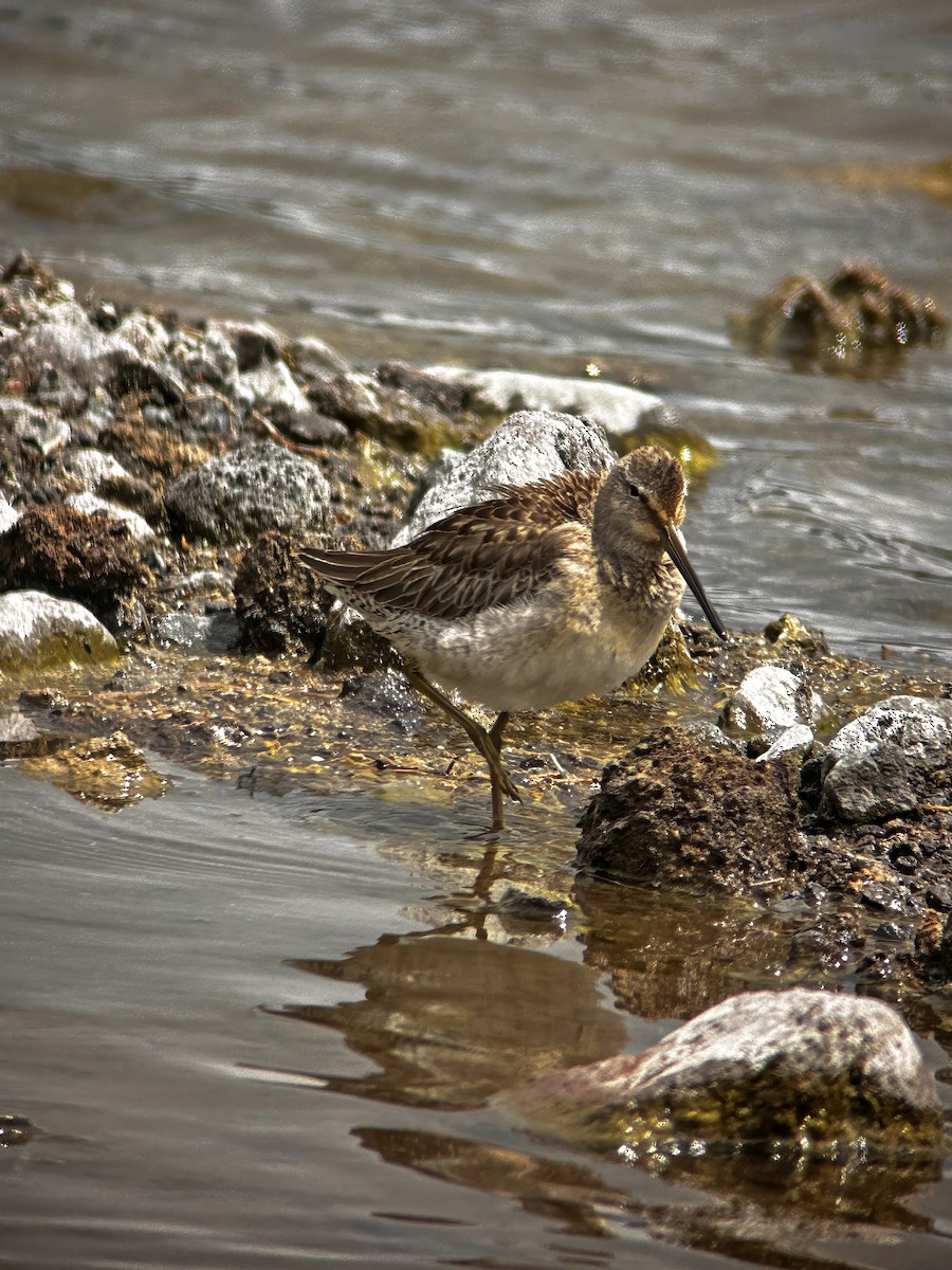 Long-billed Dowitcher - ML645758135