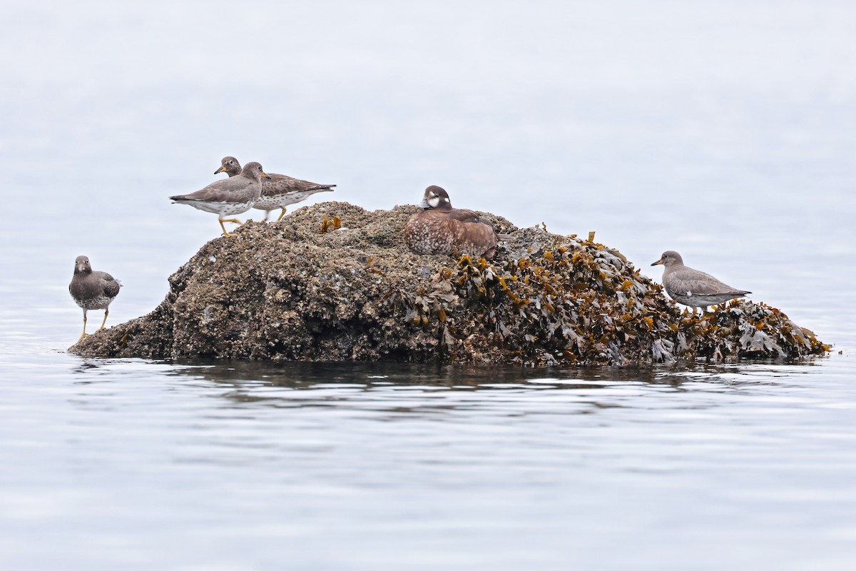 Harlequin Duck - ML645758140