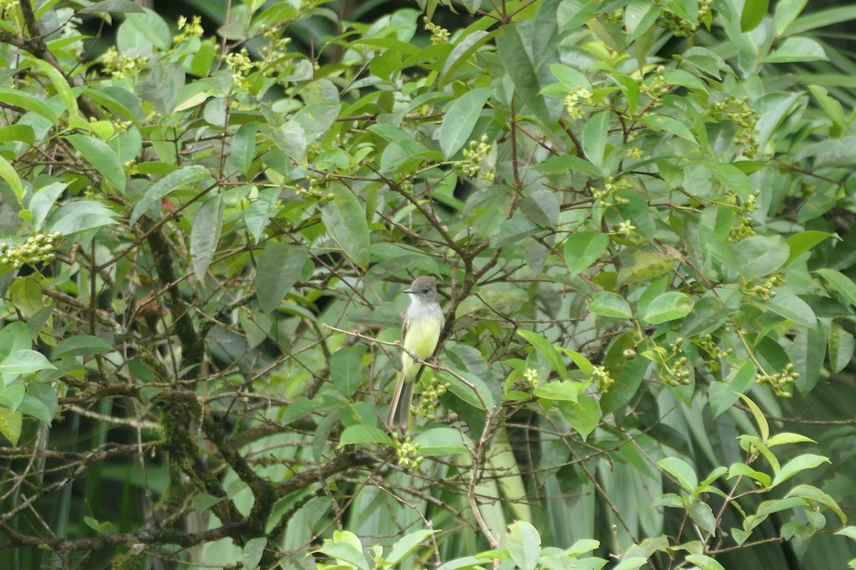 venezuelatyrann - ML645758142