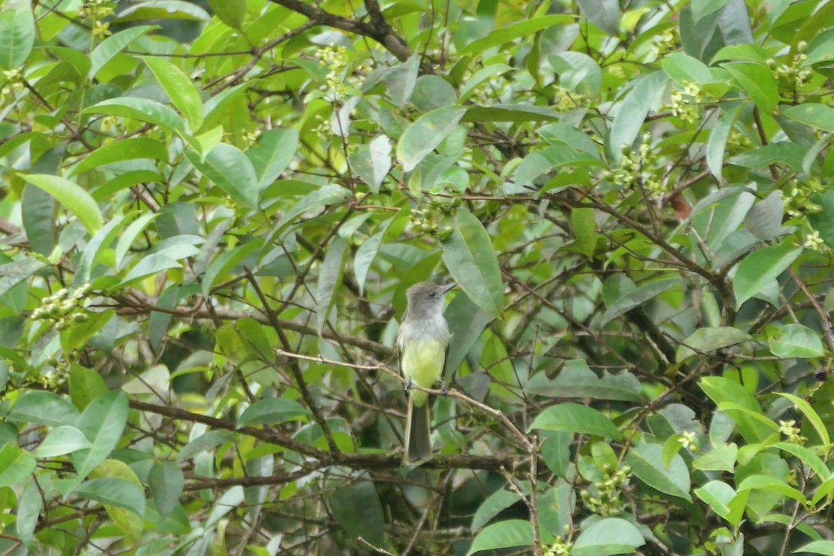 venezuelatyrann - ML645758143