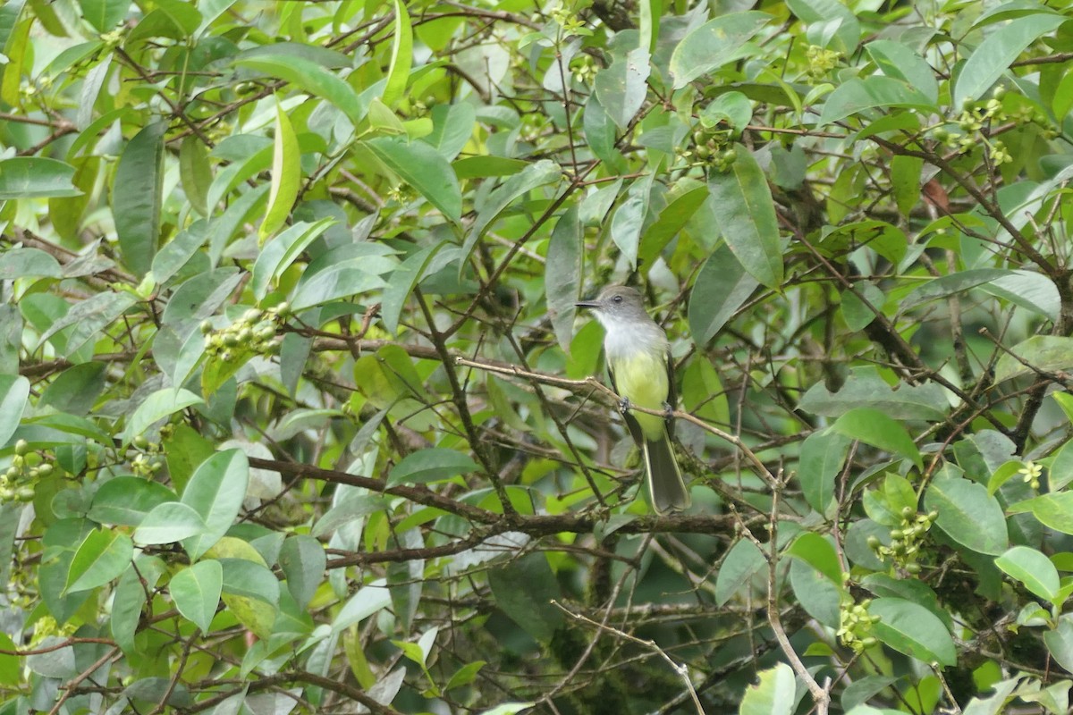 venezuelatyrann - ML645758144