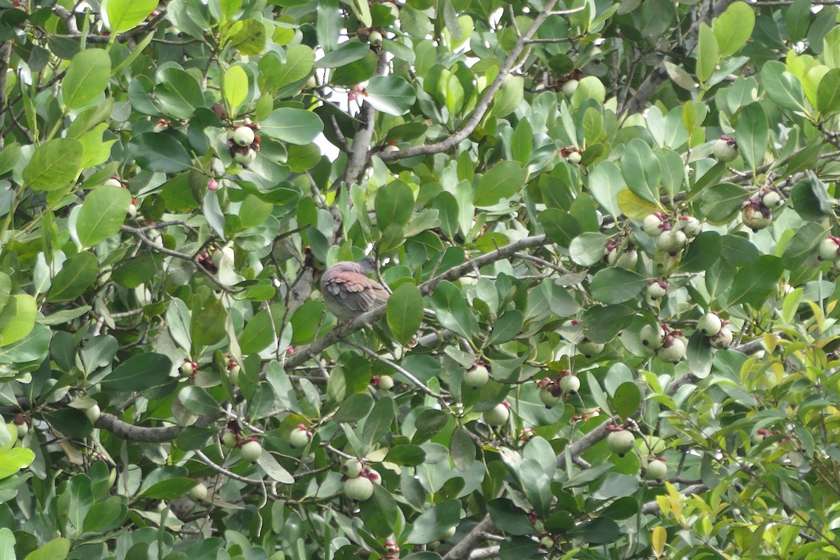 venezuelatyrann - ML645758145