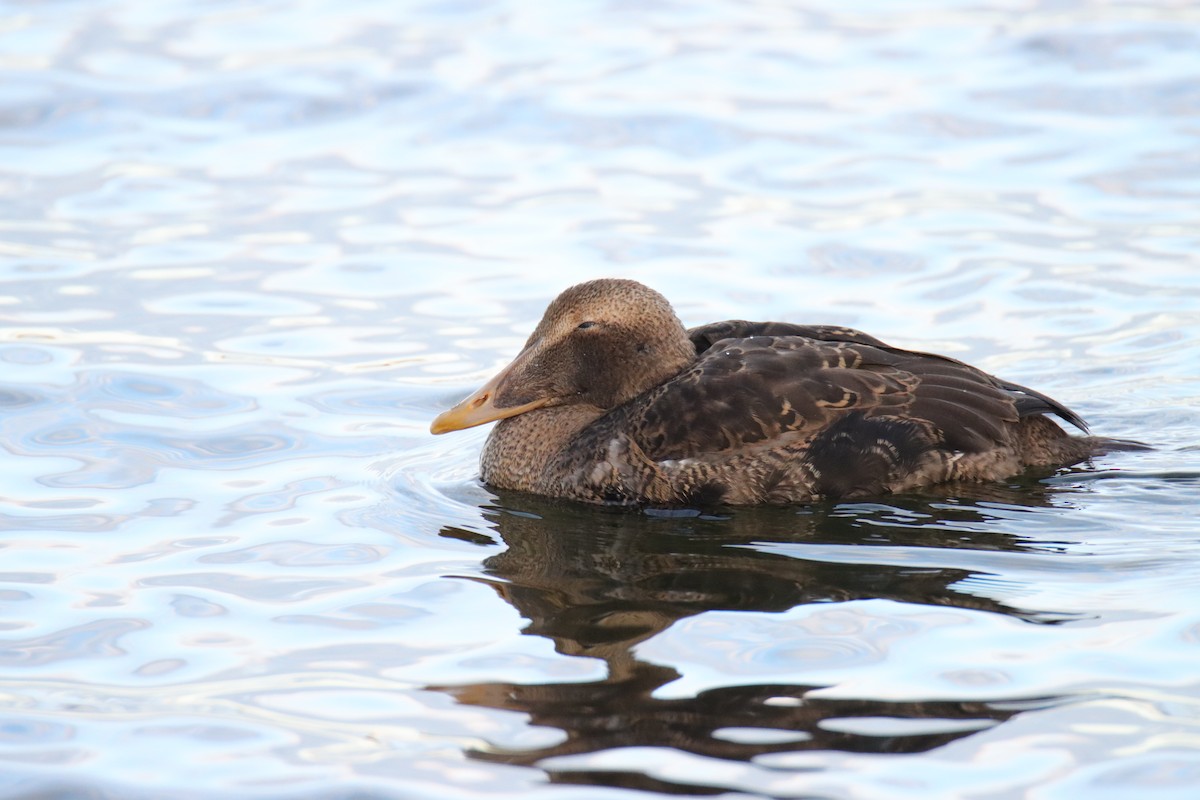 Common Eider - ML645758146