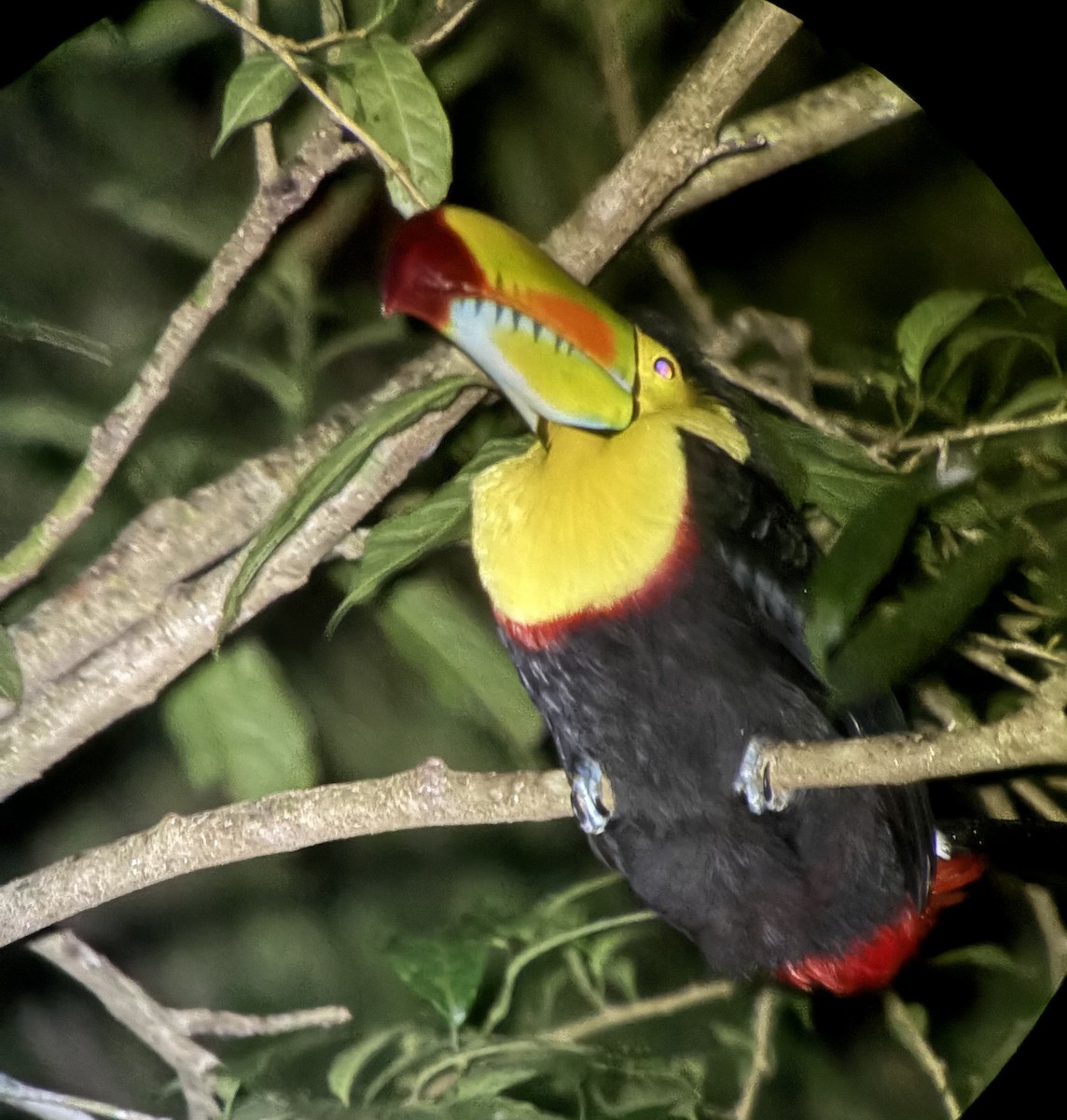 Радужный тукан - ML645758173