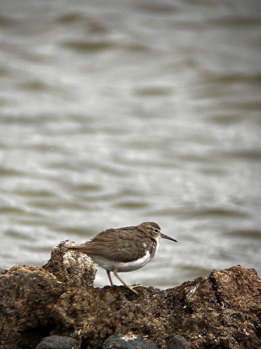 Spotted Sandpiper - ML645758185