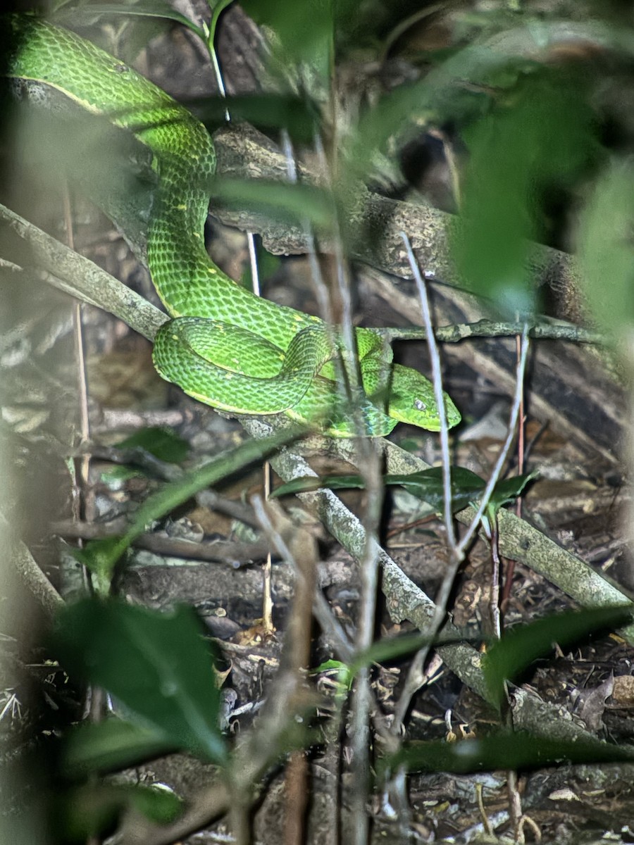 Side-striped palm pit viper - ML645758191