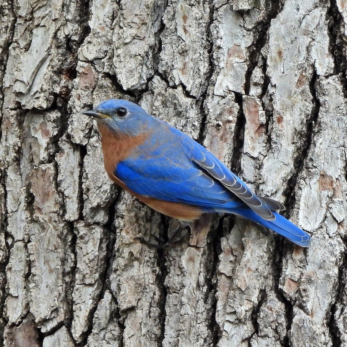 Eastern Bluebird - ML645758197