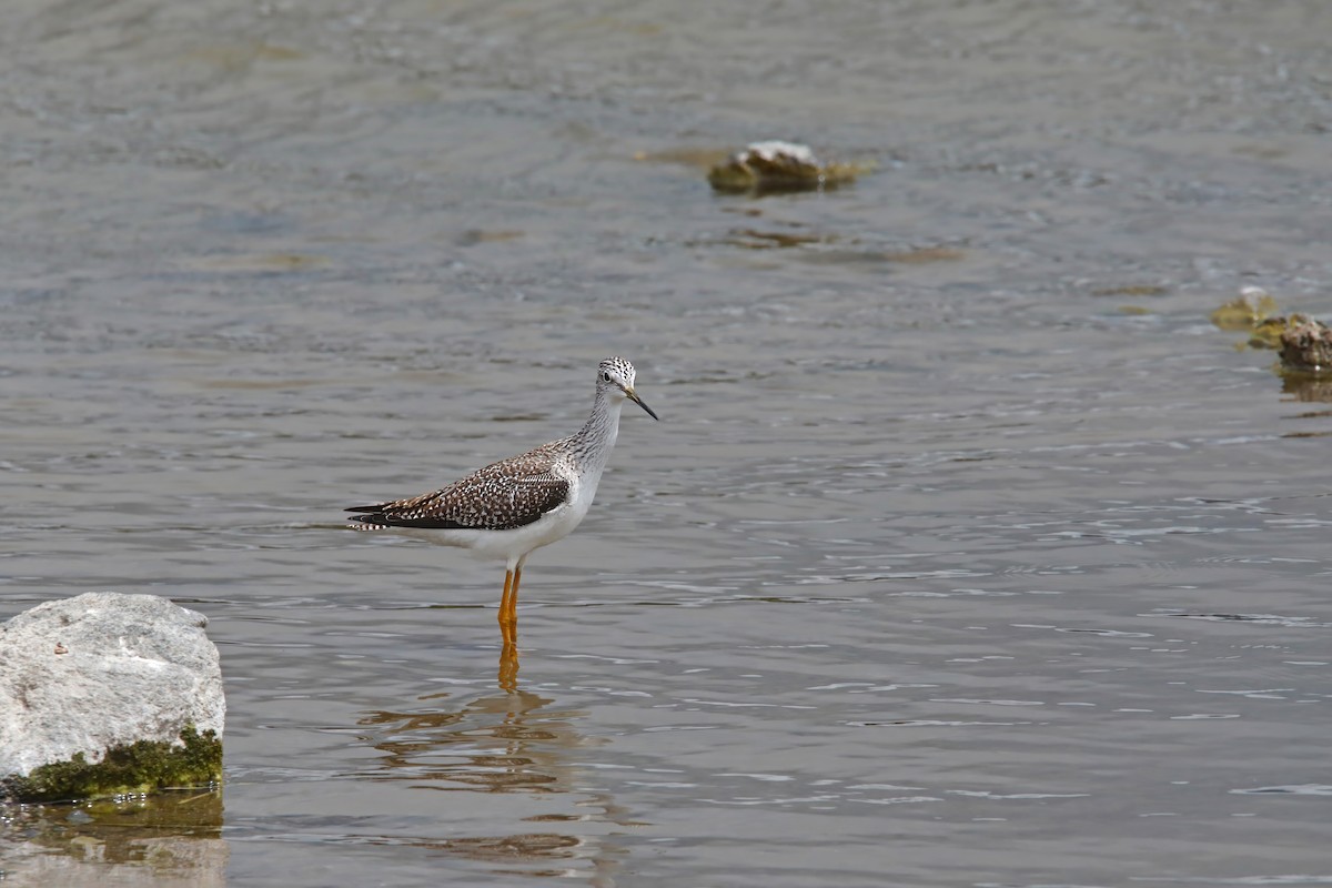 Greater Yellowlegs - ML645758201