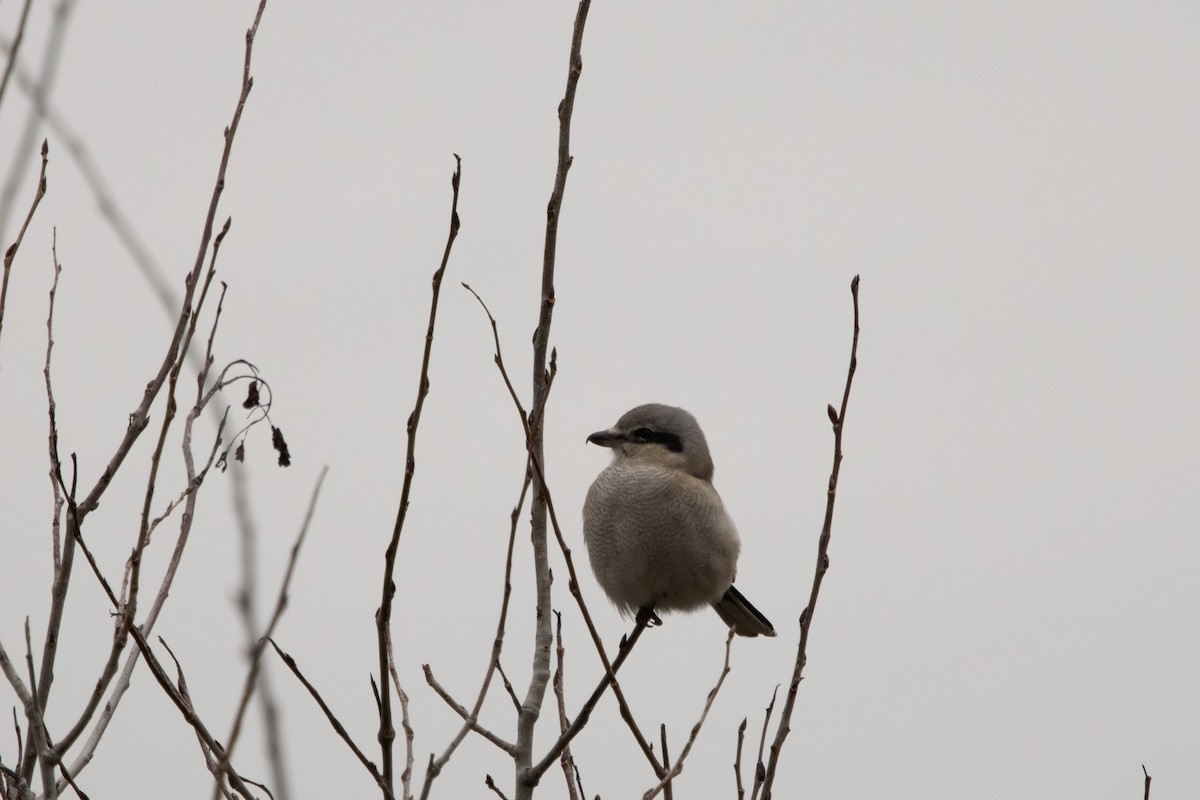 borealvarsler - ML645758205