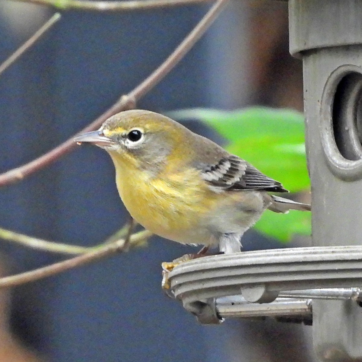 Pine Warbler - ML645758215