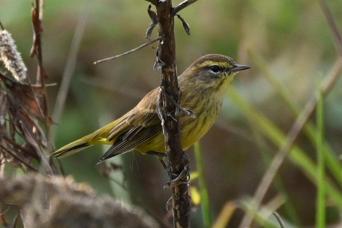 lesňáček bažinný - ML645758216