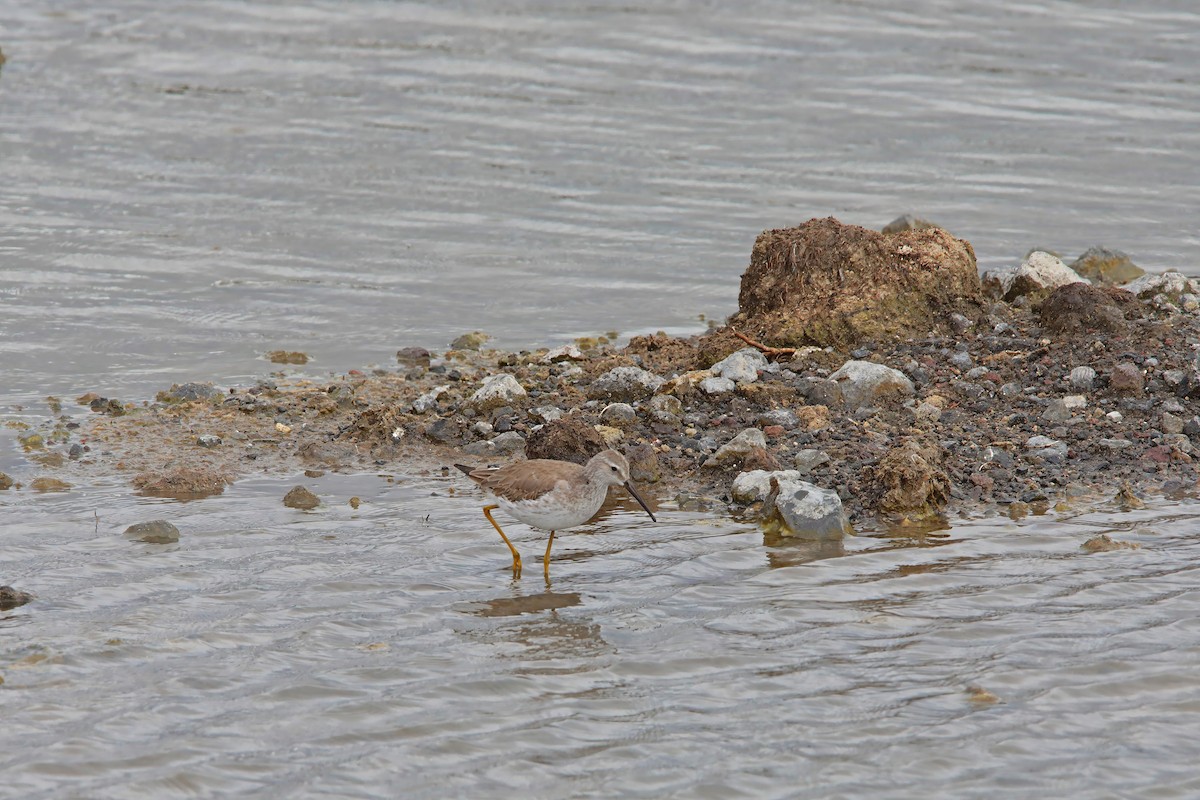 Stilt Sandpiper - ML645758225