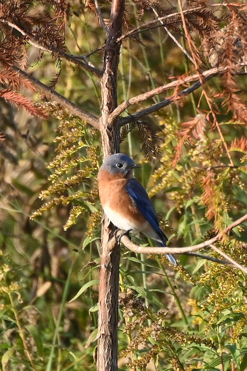 Eastern Bluebird - ML645758226
