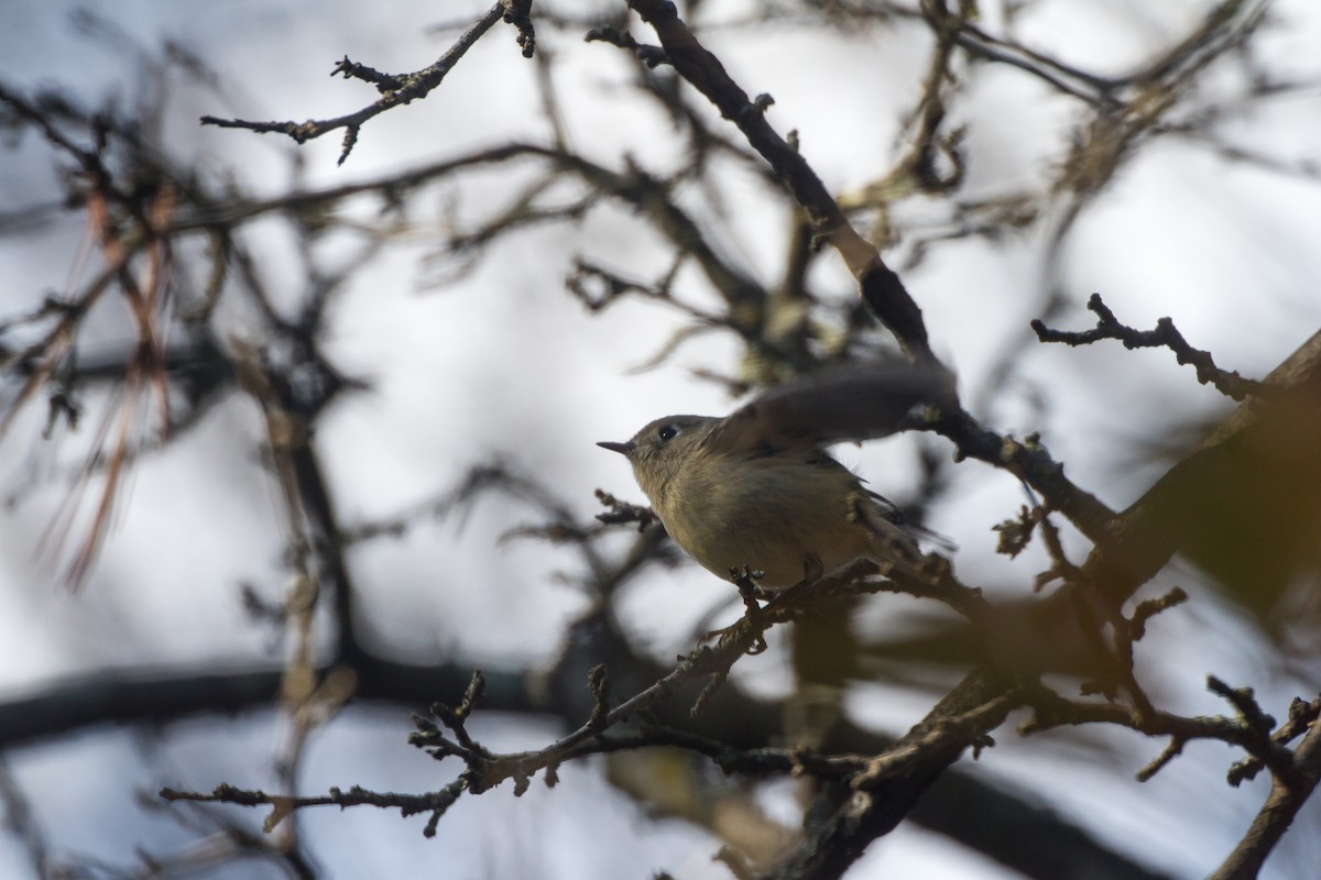 Ruby-crowned Kinglet - ML645758232