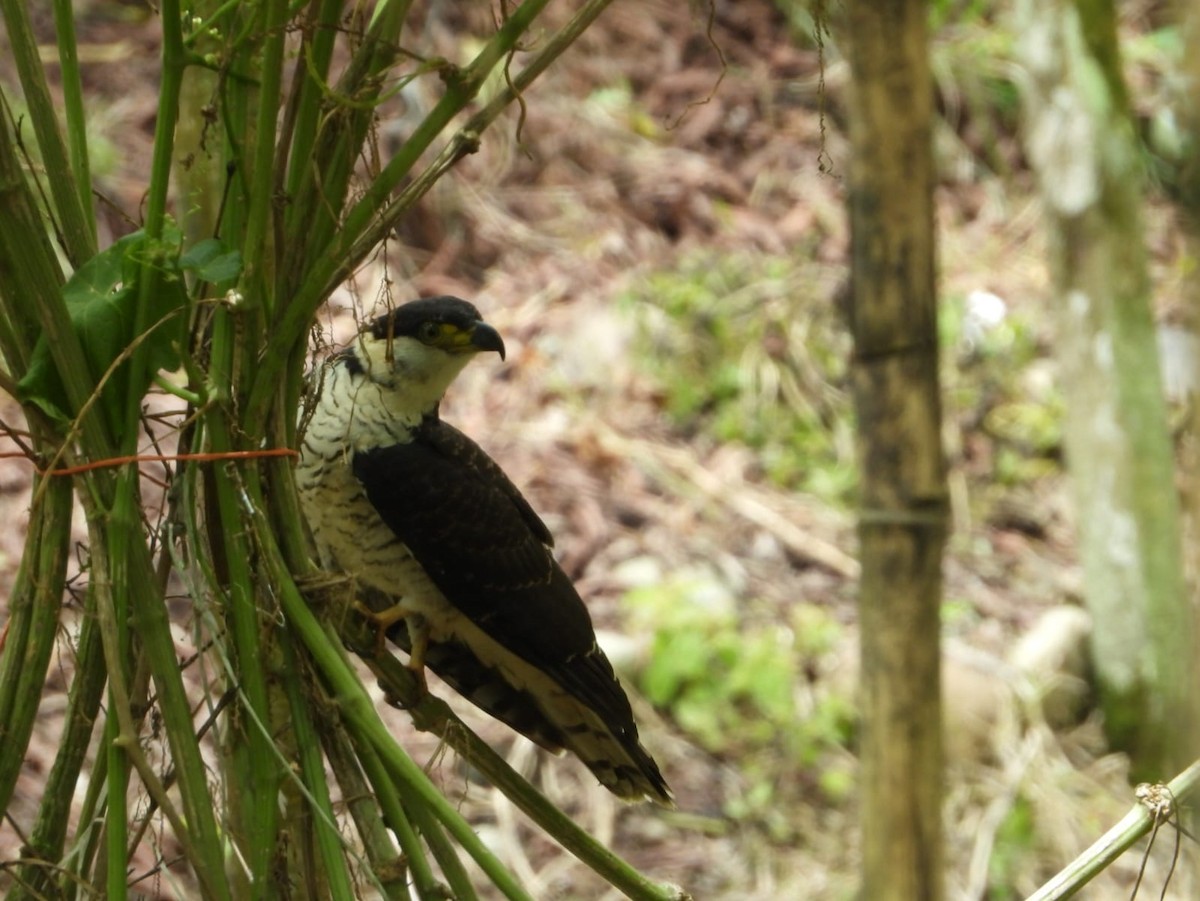 Hook-billed Kite - ML645758240