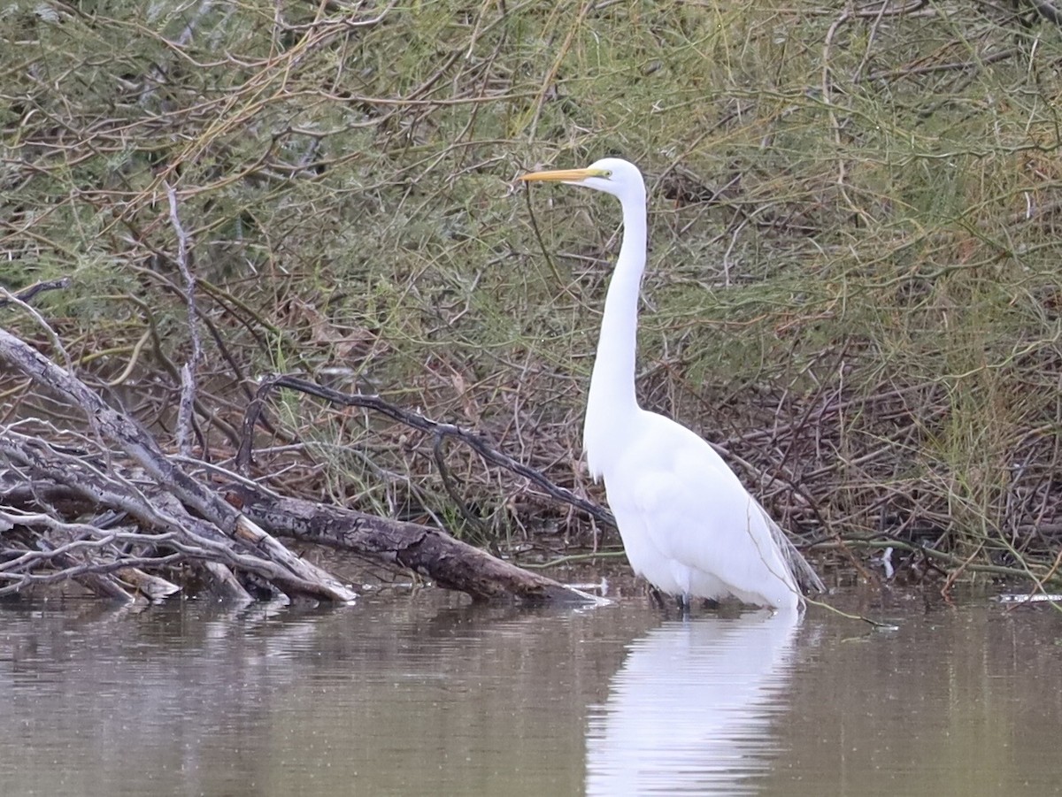 Grande Aigrette - ML645758246