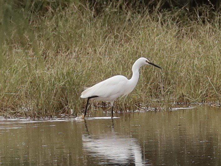 Grande Aigrette - ML645758247