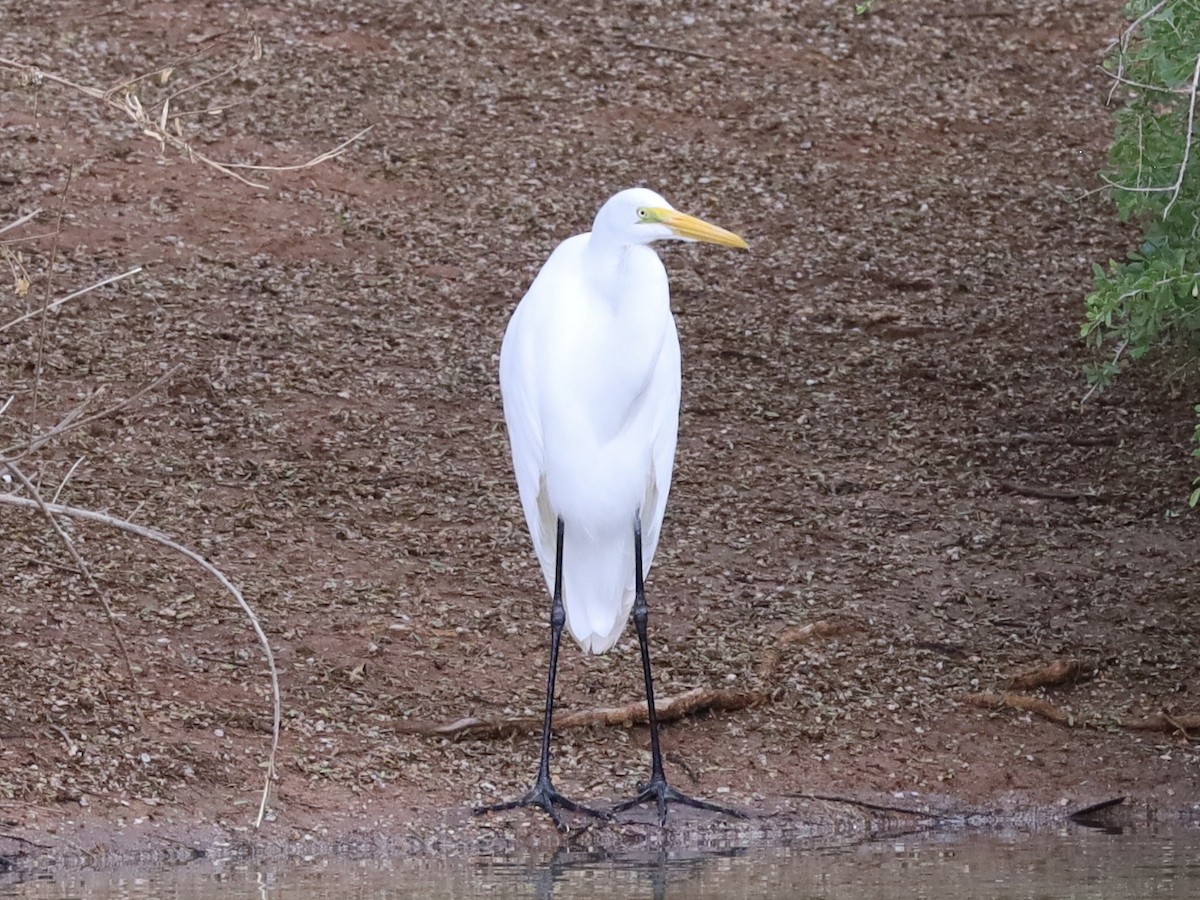 Grande Aigrette - ML645758248