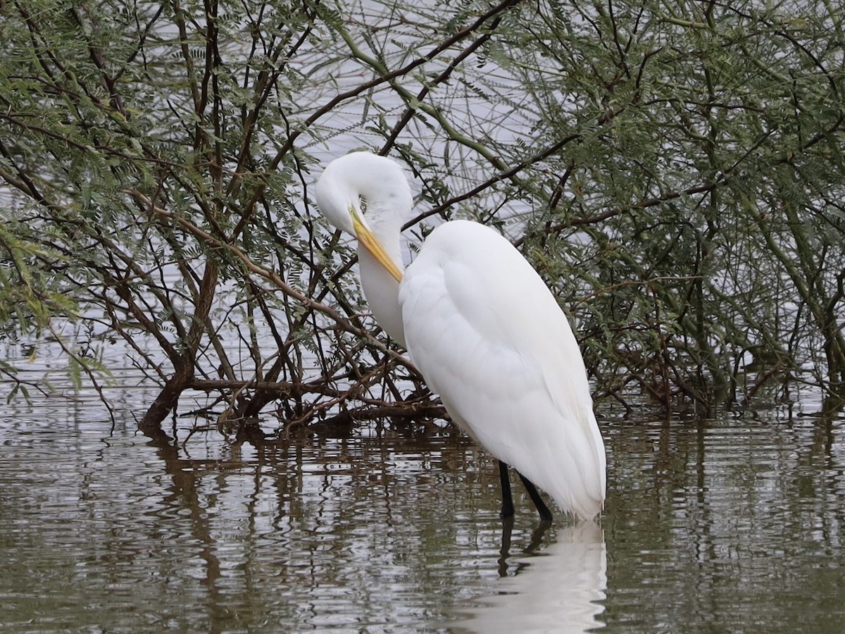 Grande Aigrette - ML645758249