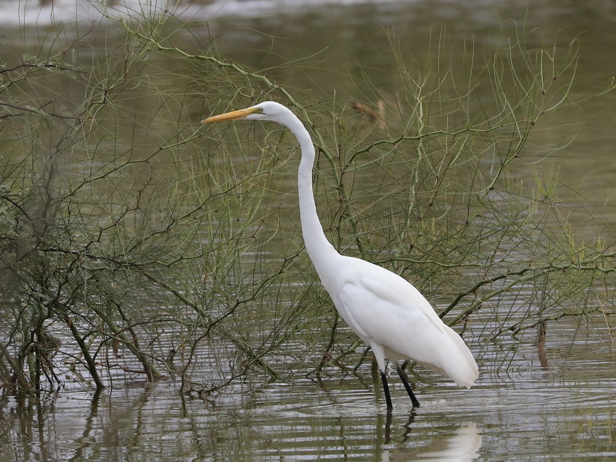 Grande Aigrette - ML645758250