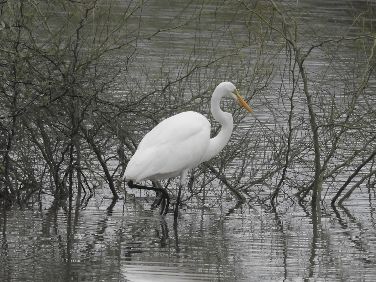 Grande Aigrette - ML645758251