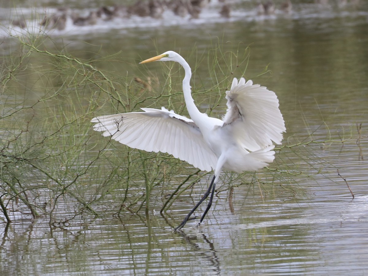 Grande Aigrette - ML645758252