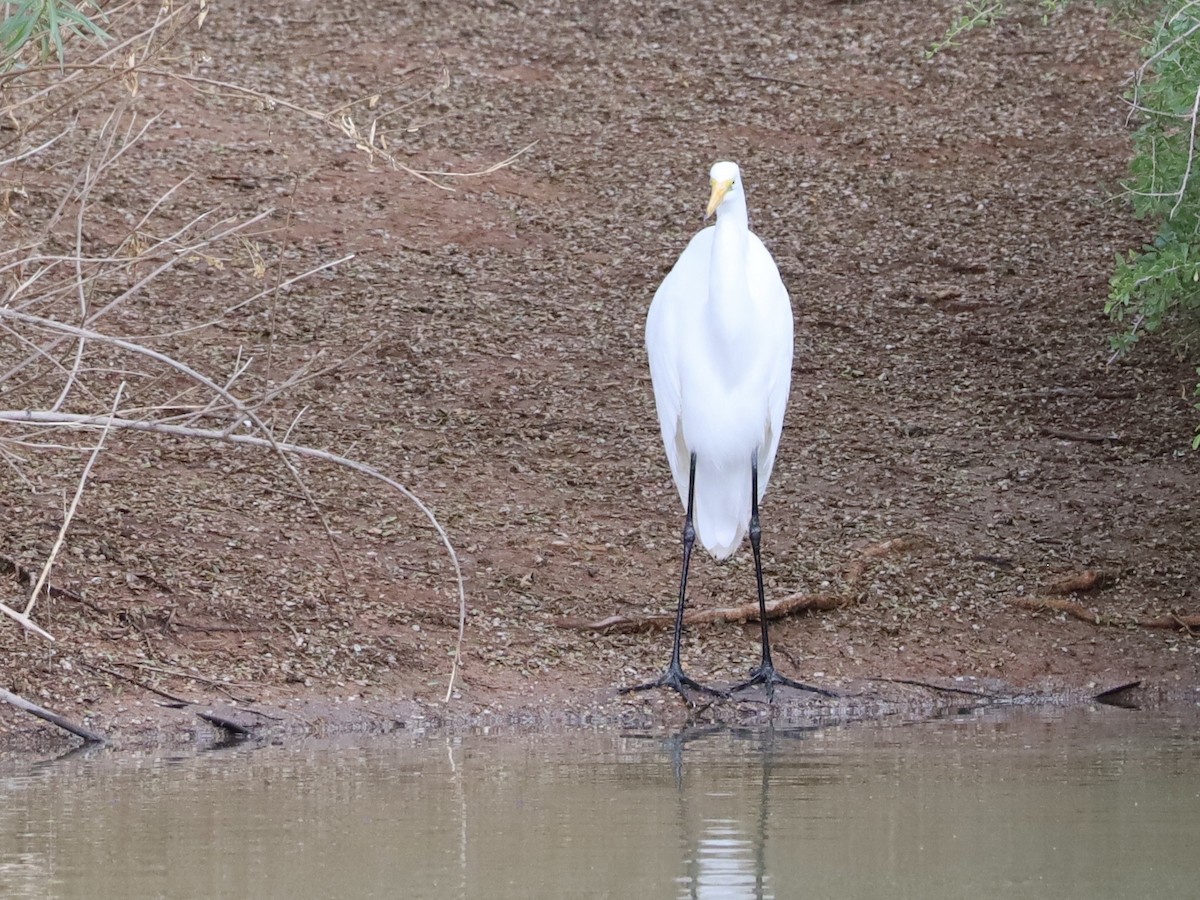 Grande Aigrette - ML645758253
