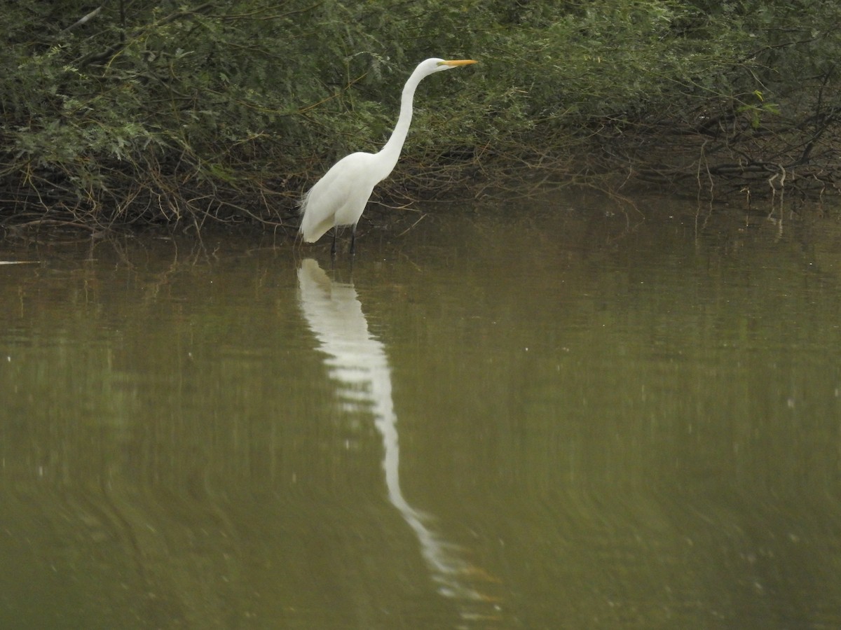 Grande Aigrette - ML645758254