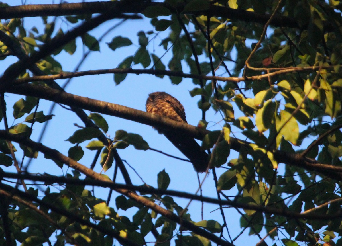 Eastern Whip-poor-will - ML645758264