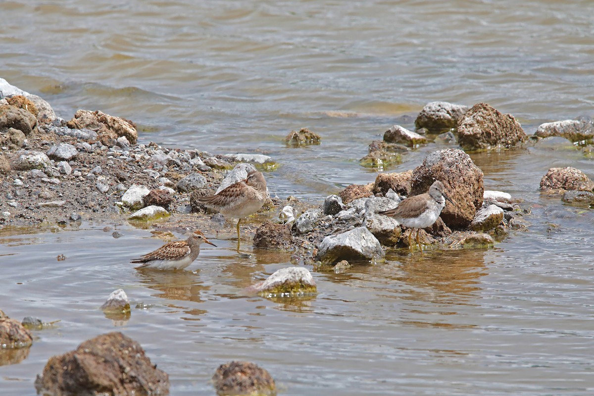 Дутыш - ML645758266