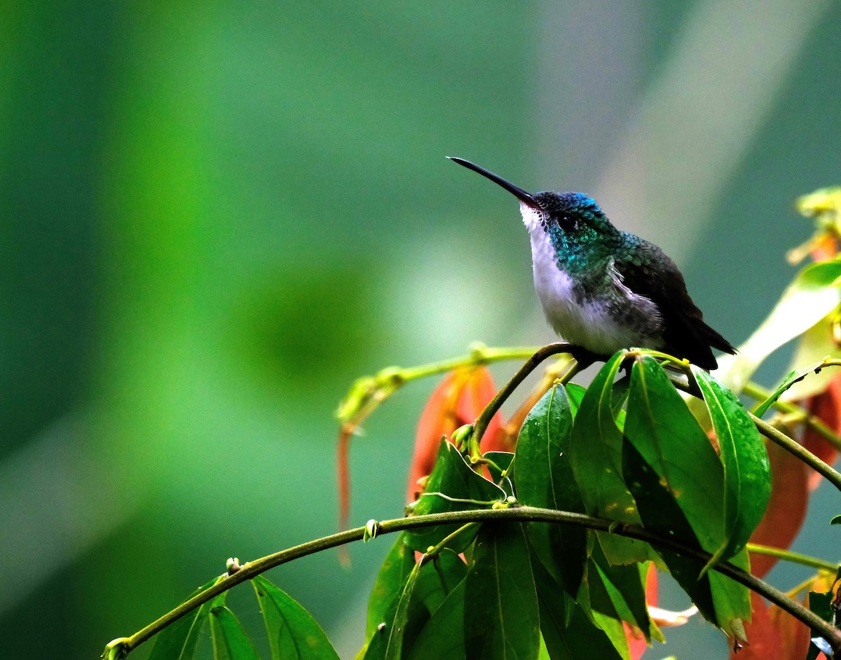 Andean Emerald - ML645758268